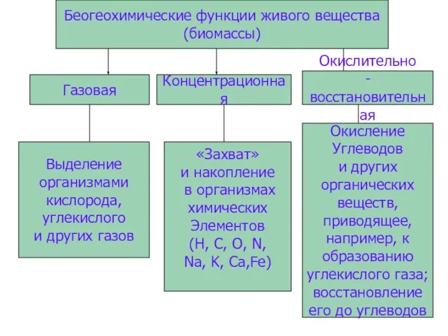 Беогеохимические функции живого вещества (биомассы) Газовая Концентрационная Окислительно -восстановительная Выделение организмами