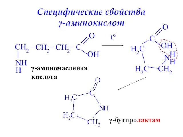 Специфические свойства γ-аминокислот CH2 CH2 CH2 C O OH N H