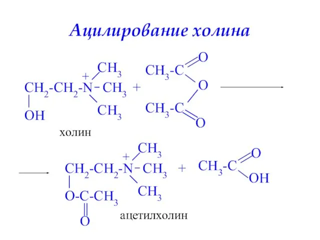 Ацилирование холина холин + + ацетилхолин