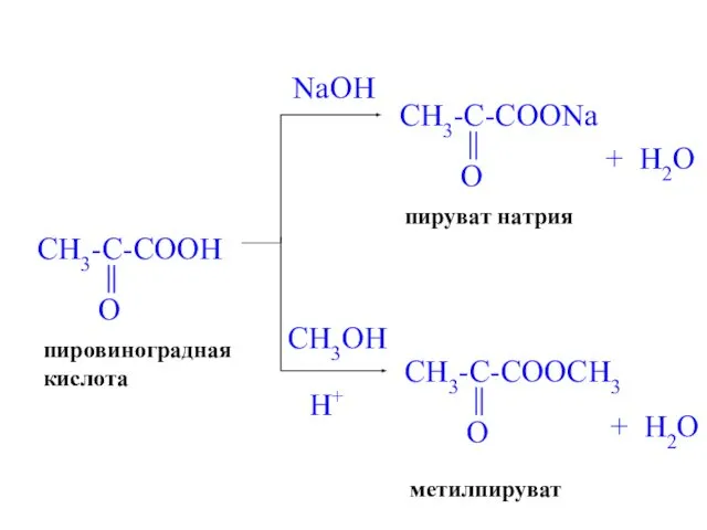 NaOH пируват натрия + H2O CH3OH H+ метилпируват + H2O пировиноградная кислота