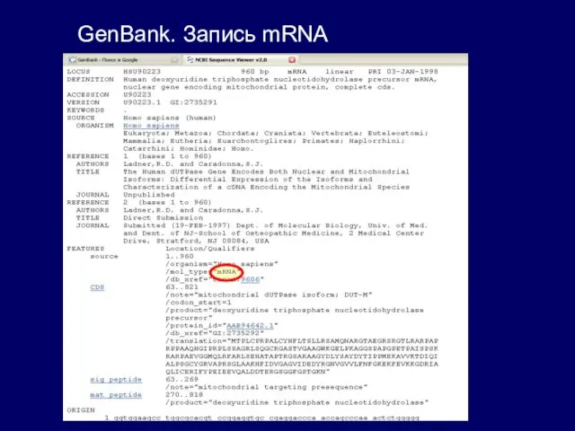 GenBank. Запись mRNA