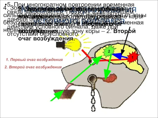 Механизм формирования условного рефлекса Условный сигнал 1. Состояние покоя: оба сигнала