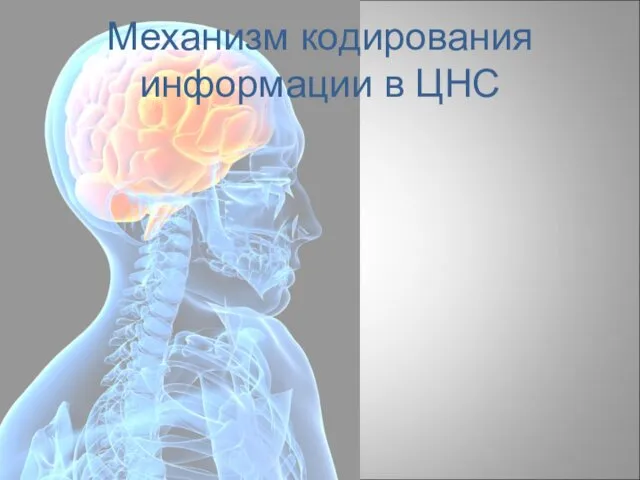 Механизм кодирования информации в ЦНС