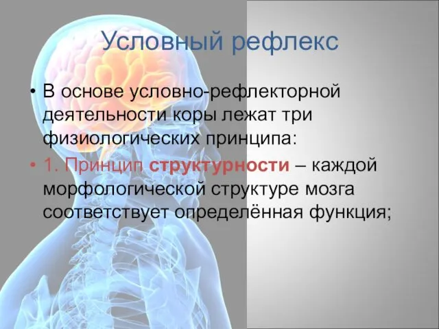 Условный рефлекс В основе условно-рефлекторной деятельности коры лежат три физиологических принципа: