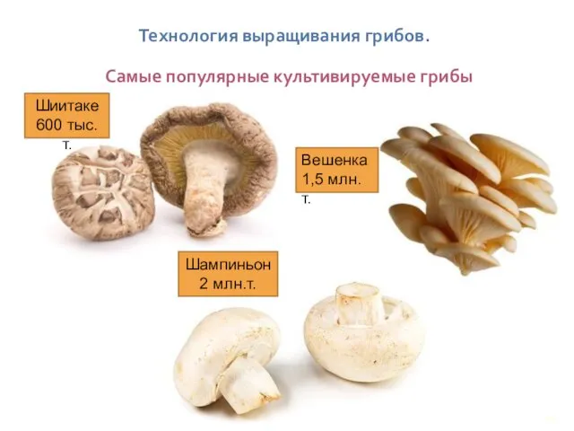 Технология выращивания грибов. Самые популярные культивируемые грибы Вешенка 1,5 млн.т. Шампиньон 2 млн.т. Шиитаке 600 тыс.т.