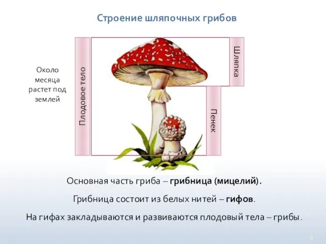 Строение шляпочных грибов Основная часть гриба – грибница (мицелий). Грибница состоит