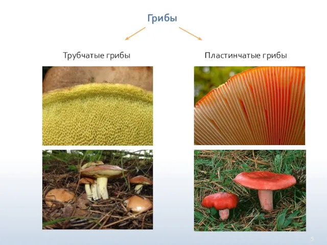 Грибы Трубчатые грибы Пластинчатые грибы