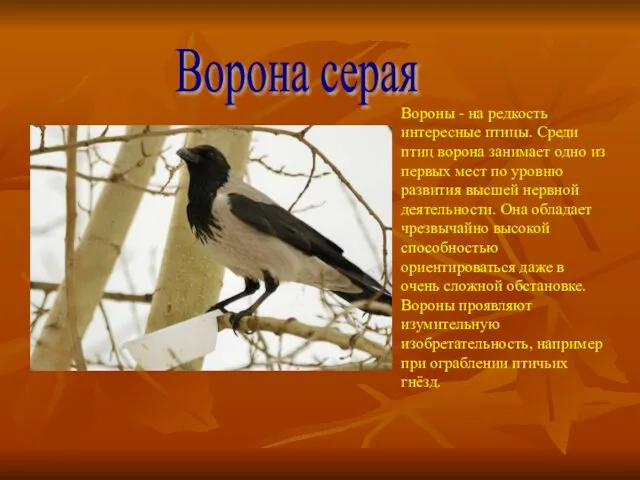 Ворона серая Вороны - на редкость интересные птицы. Среди птиц ворона