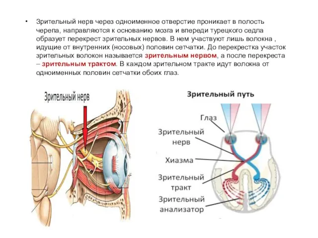 Зрительный нерв через одноименное отверстие проникает в полость черепа, направляются к