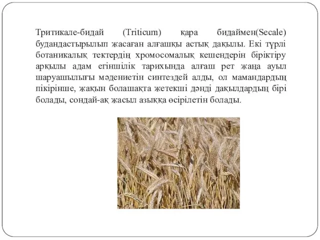 Тритикале-бидай (Triticum) қара бидаймен(Secale) будандастырылып жасаған алғашқы астық дақылы. Екі түрлі