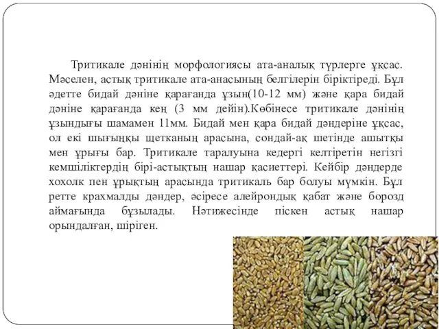 Тритикале дәнінің морфологиясы ата-аналық түрлерге ұқсас. Мәселен, астық тритикале ата-анасының белгілерін