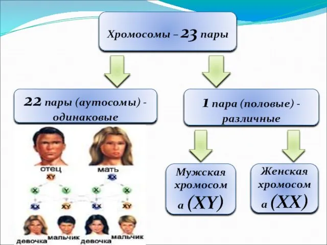 Хромосомы – 23 пары 22 пары (аутосомы) - одинаковые 1 пара