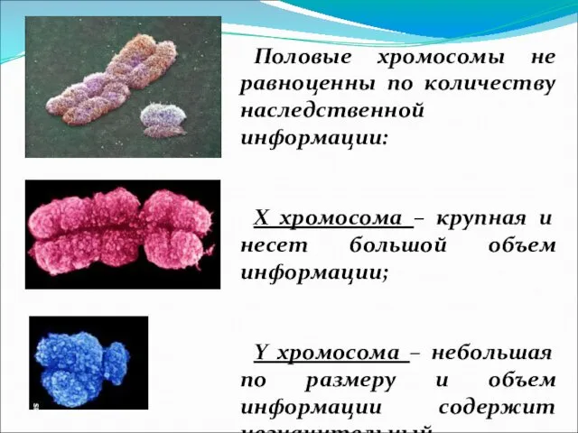 Половые хромосомы не равноценны по количеству наследственной информации: Х хромосома –