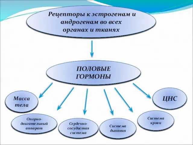 Рецепторы к эстрогенам и андрогенам во всех органах и тканях ПОЛОВЫЕ