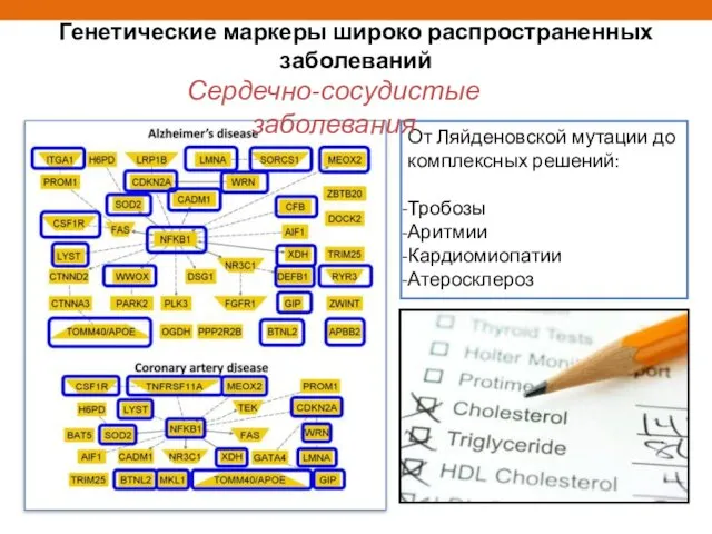 Генетические маркеры широко распространенных заболеваний От Ляйденовской мутации до комплексных решений: