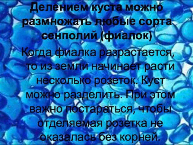 Когда фиалка разрастается, то из земли начинает расти несколько розеток. Куст