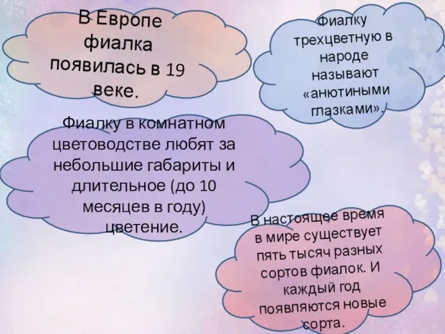 В Европе фиалка появилась в 19 веке. Фиалку трехцветную в народе