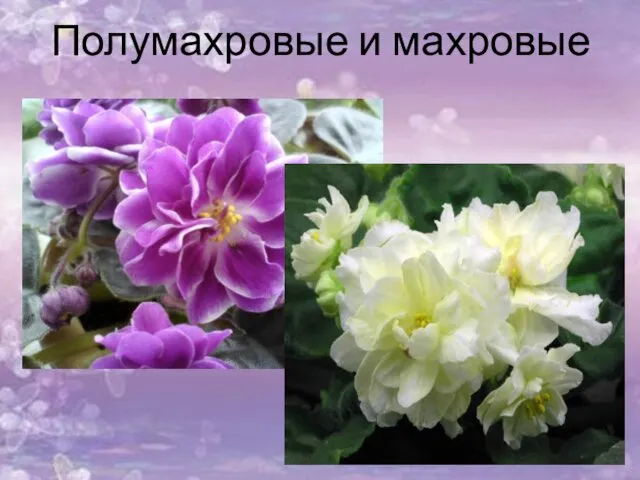 Полумахровые и махровые