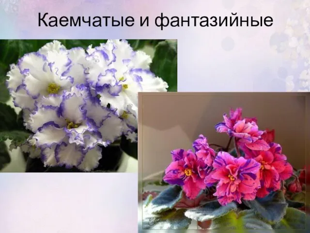 Каемчатые и фантазийные