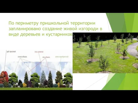 По периметру пришкольной территории запланировано создание живой изгороди в виде деревьев и кустарников
