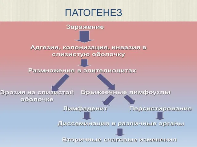 ПАТОГЕНЕЗ