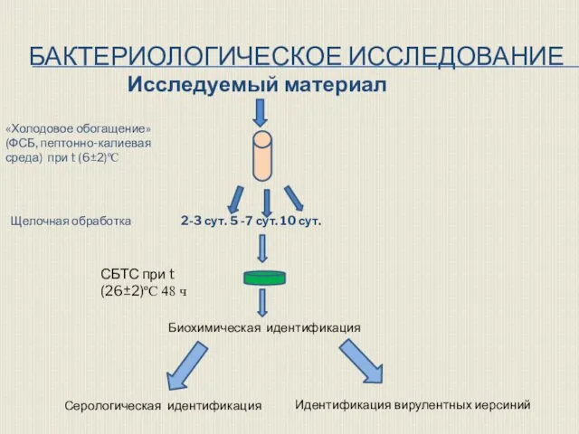 БАКТЕРИОЛОГИЧЕСКОЕ ИССЛЕДОВАНИЕ Исследуемый материал «Холодовое обогащение» (ФСБ, пептонно-калиевая среда) при t