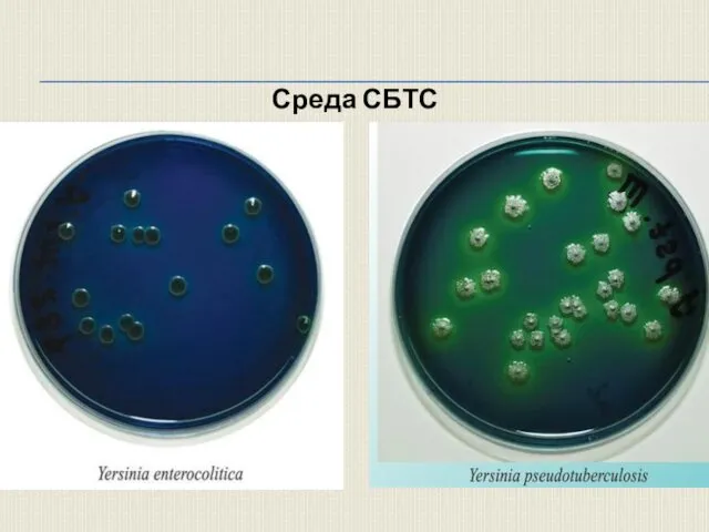 Среда СБТС