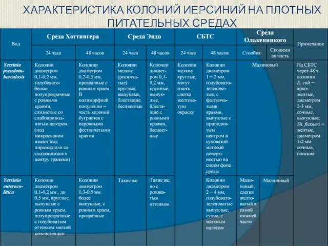 ХАРАКТЕРИСТИКА КОЛОНИЙ ИЕРСИНИЙ НА ПЛОТНЫХ ПИТАТЕЛЬНЫХ СРЕДАХ