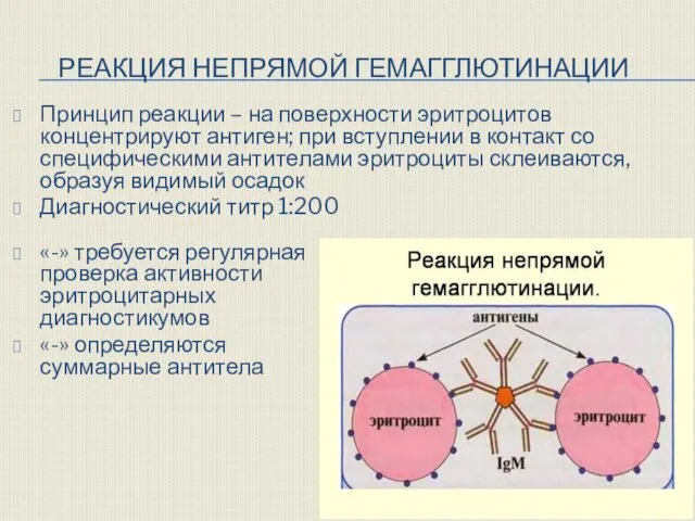 РЕАКЦИЯ НЕПРЯМОЙ ГЕМАГГЛЮТИНАЦИИ Принцип реакции – на поверхности эритроцитов концентрируют антиген;