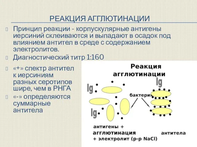 РЕАКЦИЯ АГГЛЮТИНАЦИИ Принцип реакции - корпускулярные антигены иерсиний склеиваются и выпадают