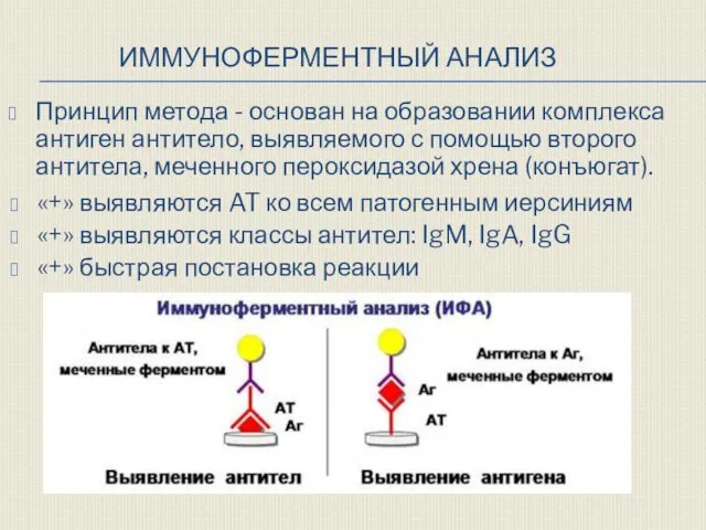 ИММУНОФЕРМЕНТНЫЙ АНАЛИЗ Принцип метода - основан на образовании комплекса антиген антитело,