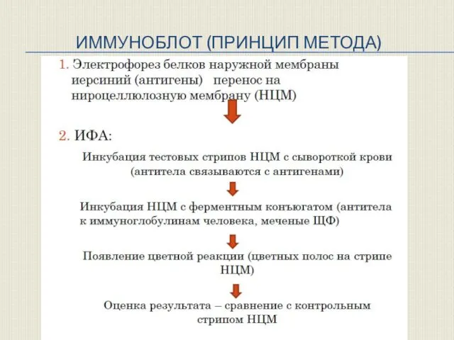 ИММУНОБЛОТ (ПРИНЦИП МЕТОДА)