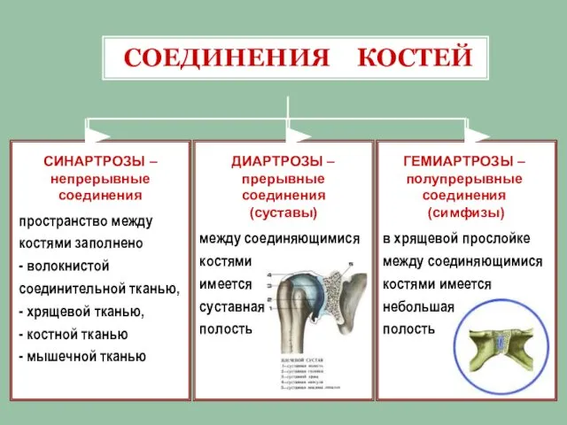 СОЕДИНЕНИЯ КОСТЕЙ СИНАРТРОЗЫ – непрерывные соединения ДИАРТРОЗЫ – прерывные соединения (суставы)