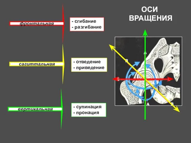 - сгибание - разгибание - отведение - приведение - супинация -