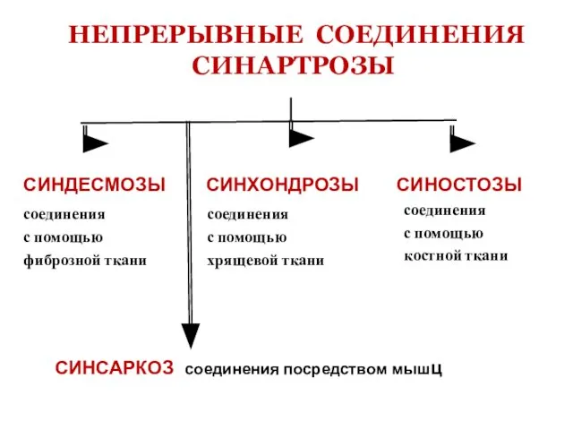 НЕПРЕРЫВНЫЕ СОЕДИНЕНИЯ СИНАРТРОЗЫ СИНДЕСМОЗЫ соединения с помощью фиброзной ткани СИНХОНДРОЗЫ соединения