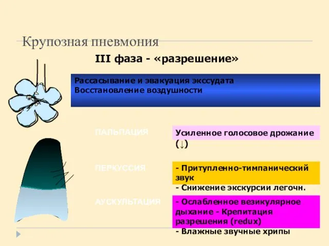 Крупозная пневмония III фаза - «разрешение» ПАЛЬПАЦИЯ ПЕРКУССИЯ АУСКУЛЬТАЦИЯ Рассасывание и