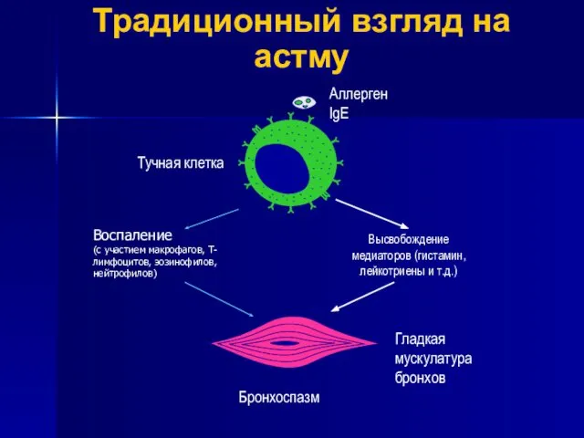 Традиционный взгляд на астму Аллерген IgE Тучная клетка Гладкая мускулатура бронхов