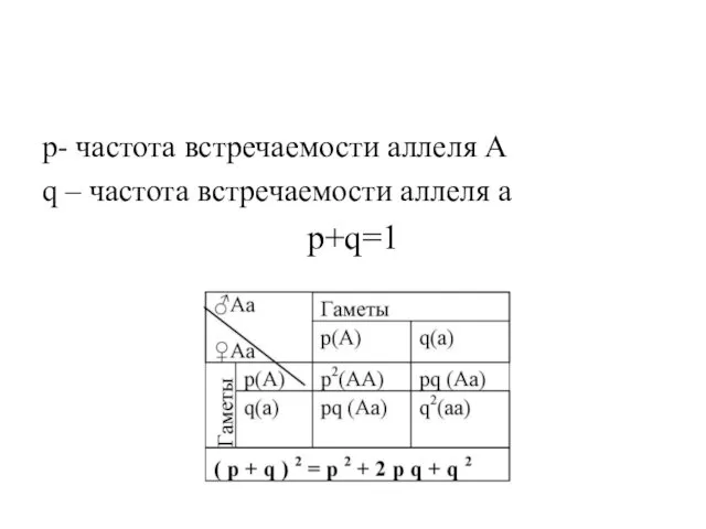 p- частота встречаемости аллеля А q – частота встречаемости аллеля а p+q=1