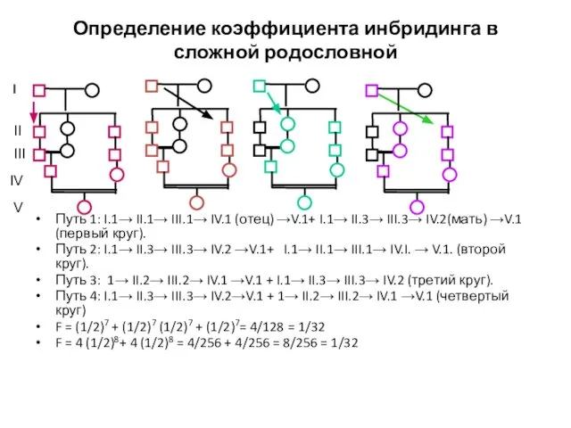 Определение коэффициента инбридинга в сложной родословной Путь 1: I.1→ II.1→ III.1→