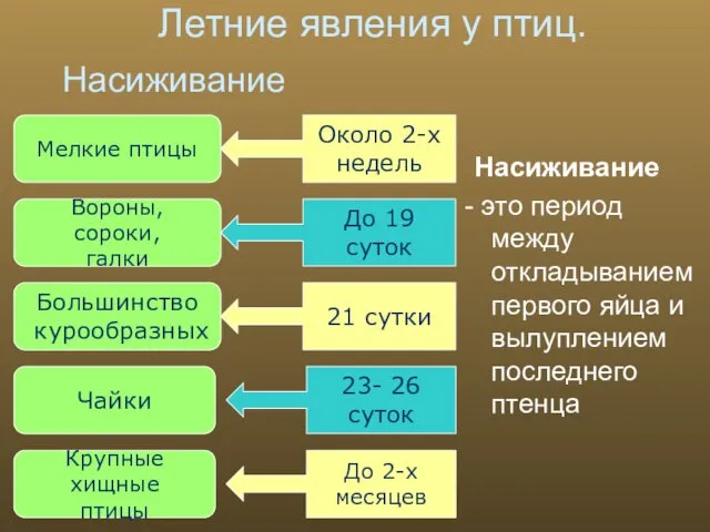 Мелкие птицы Вороны, сороки, галки Большинство курообразных Чайки Крупные хищные птицы