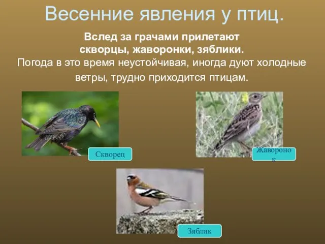 Вслед за грачами прилетают скворцы, жаворонки, зяблики. Погода в это время