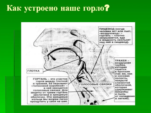 Как устроено наше горло?