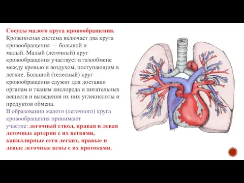 Сосуды малого круга кровообращения. Кровеносная система включает два круга кровообращения —