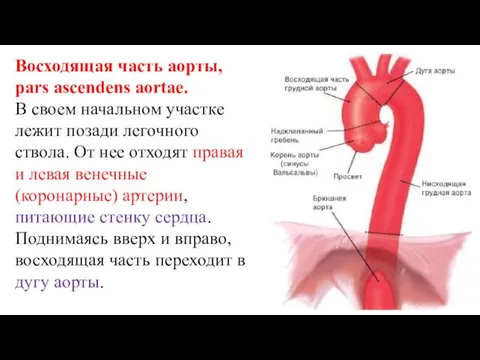 Восходящая часть аорты, pars ascendens aortae. В своем начальном участке лежит