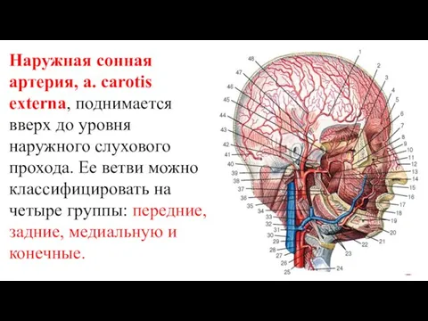 Наружная сонная артерия, a. carotis externa, поднимается вверх до уровня наружного