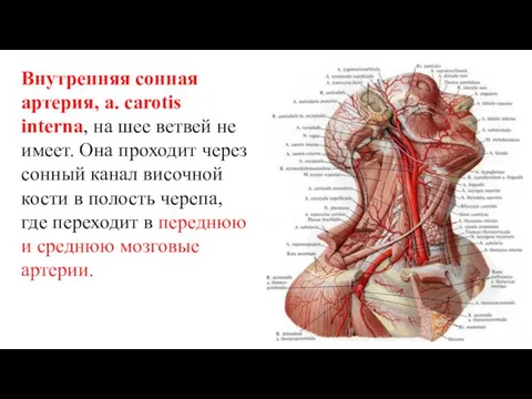 Внутренняя сонная артерия, a. carotis interna, на шее ветвей не имеет.