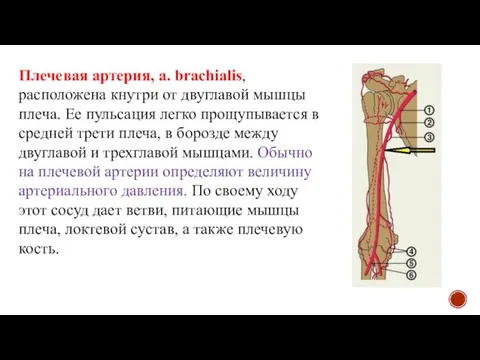 Плечевая артерия, a. brachialis, расположена кнутри от двуглавой мышцы плеча. Ее