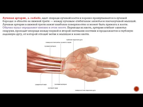 Лучевая артерия, a. radialis, идет спереди лучевой кости и хорошо прощупывается
