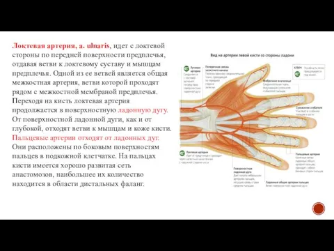 Локтевая артерия, a. ulnaris, идет с локтевой стороны по передней поверхности