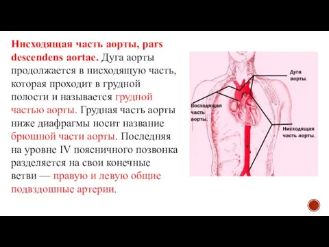 Нисходящая часть аорты, pars descendens aortae. Дуга аорты продолжается в нисходящую